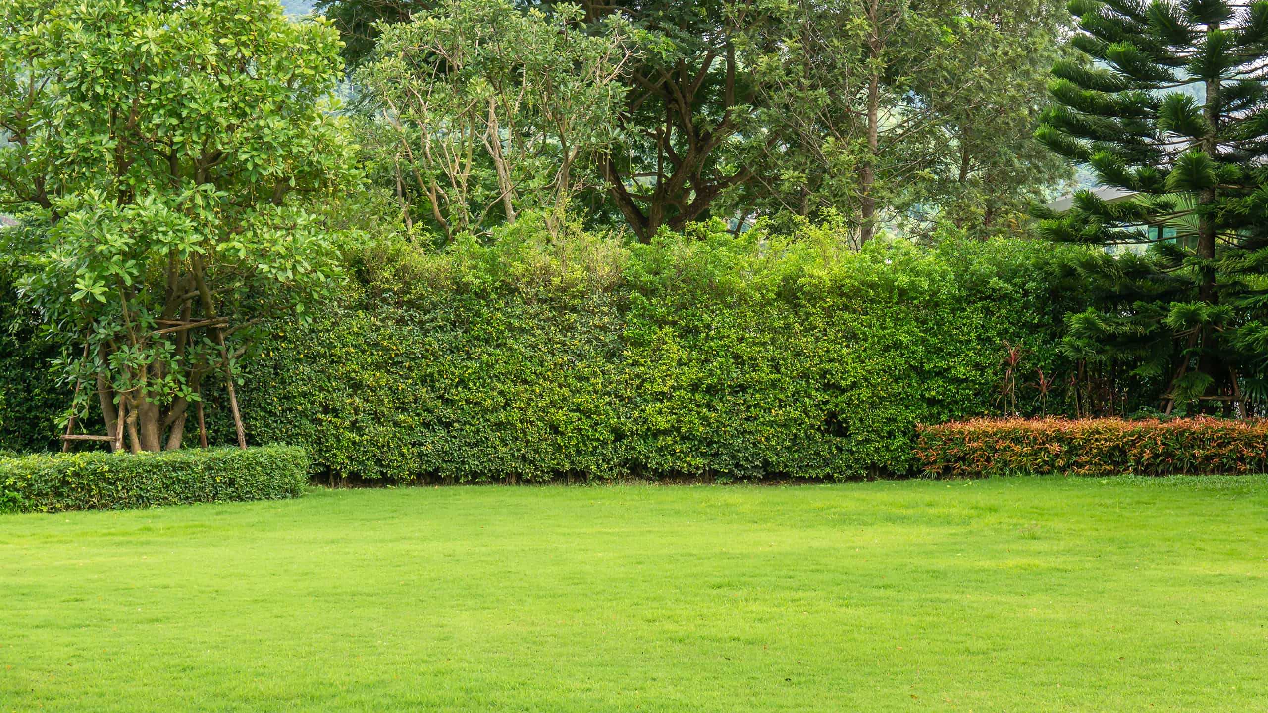 a nice lawn and shrubs