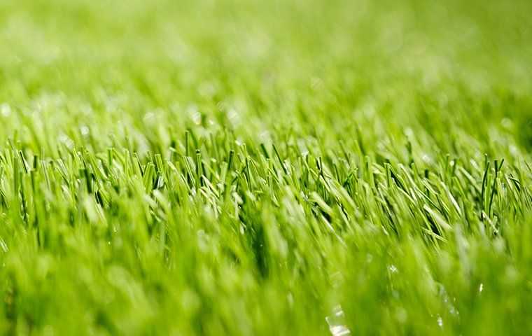 healthy grass