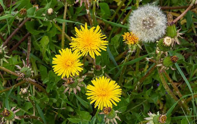 weeds in a yard