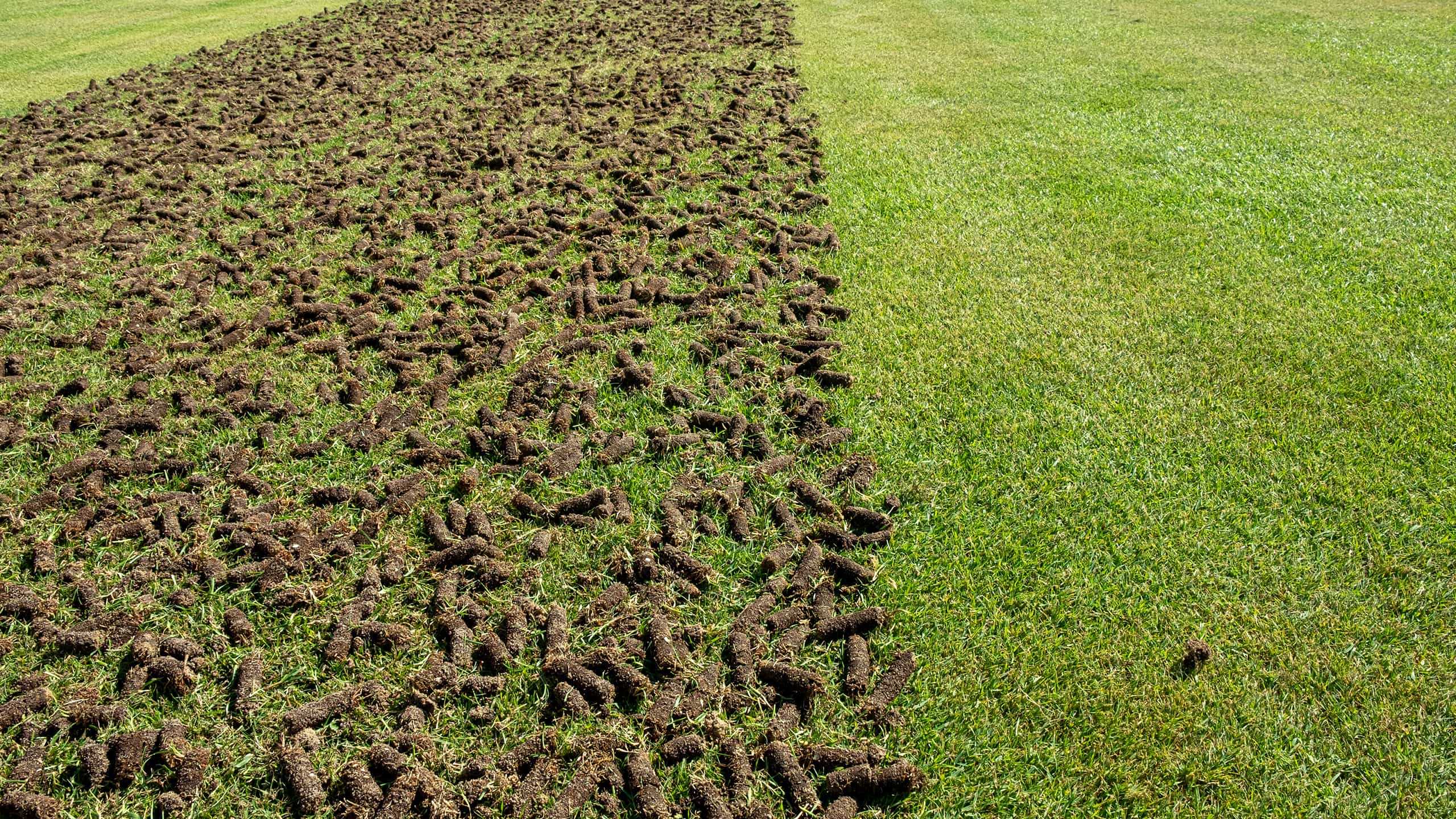 aeration in a lawn