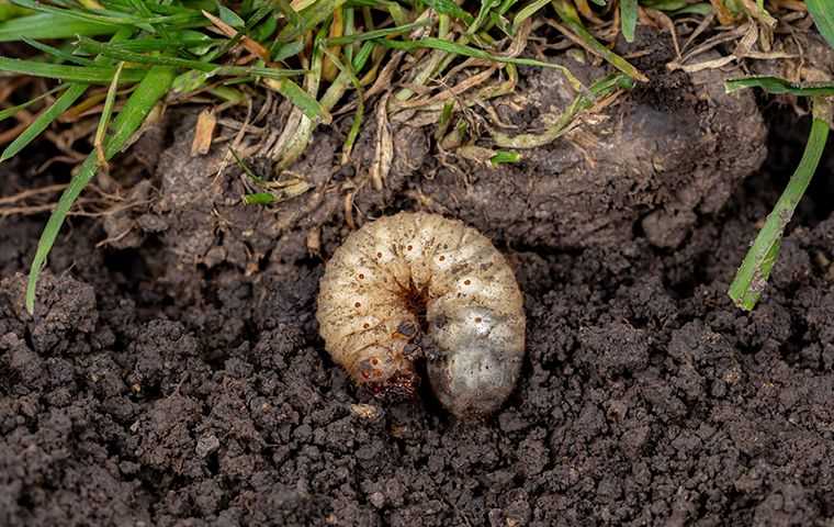 a grub in the dirt