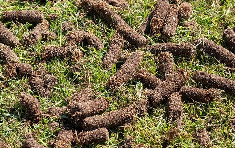 aeration holes in a lawn